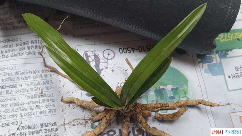 산채 단엽성 환엽변