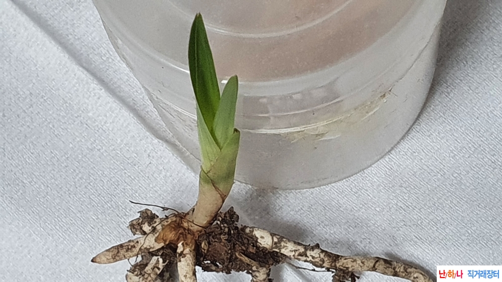 금일산채 반성 단엽변