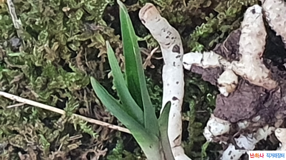 산채 까닥지 두화변