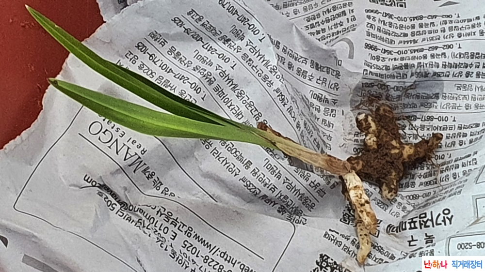 산채 반성 두화변