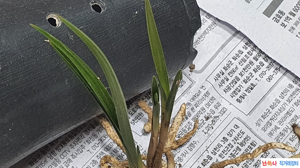 산채 단엽성 입변