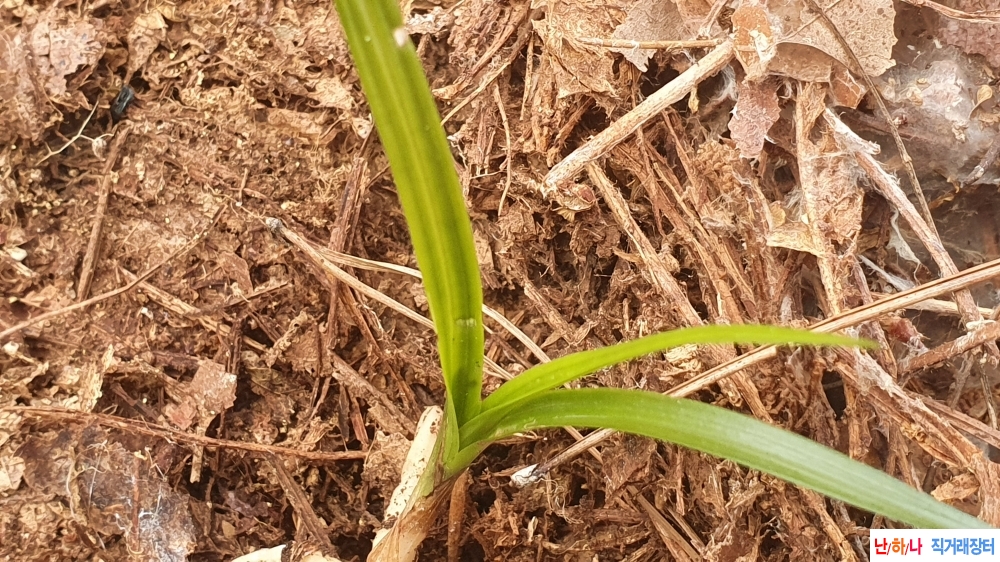 산채 입변서반 녹호