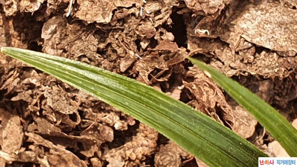 금일산채 입변산반