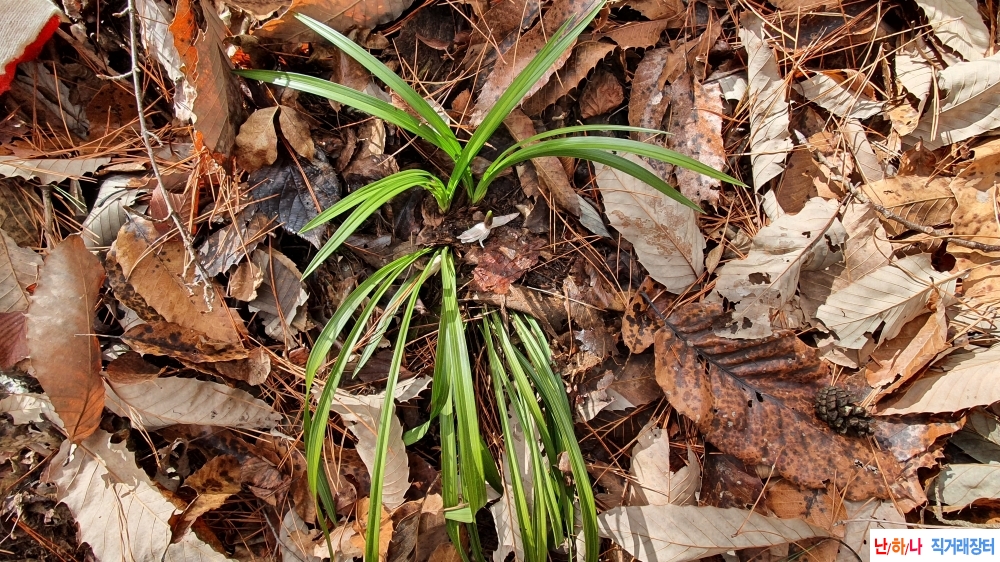 산채 자홍화 & 시커먼