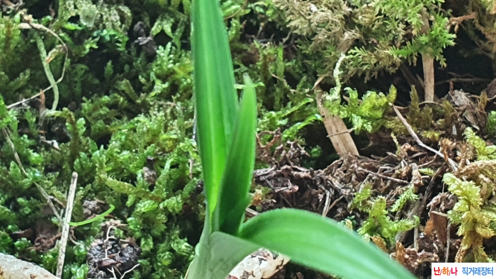 산채 반성단엽성