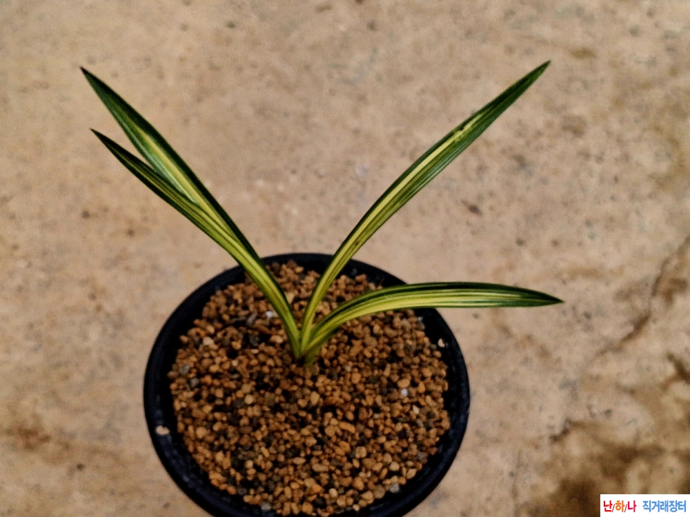 아가씨같은입변중투