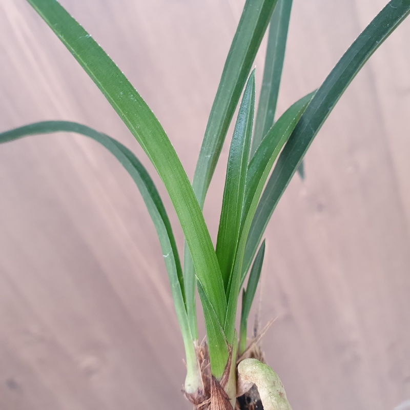 산채출발,,장단엽,,반?