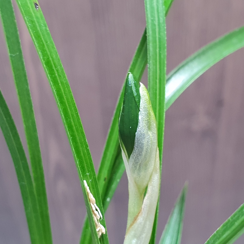 취록,,소심,,꽃1