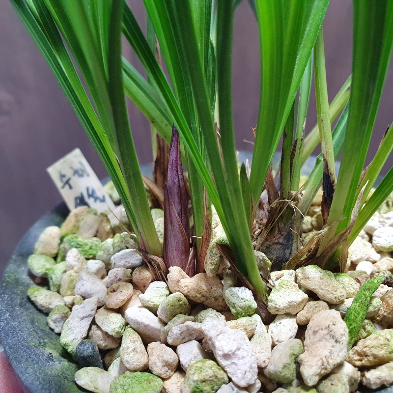 산채첫꽃,,수채,,색설?