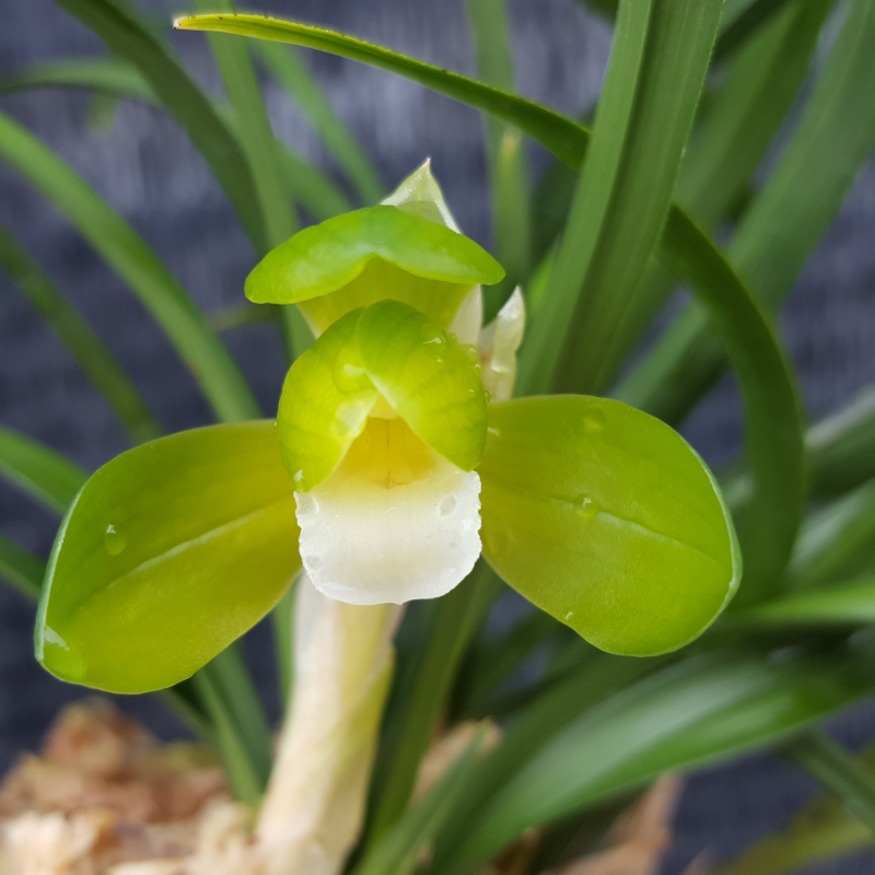 무명,,황소기대,,원판?