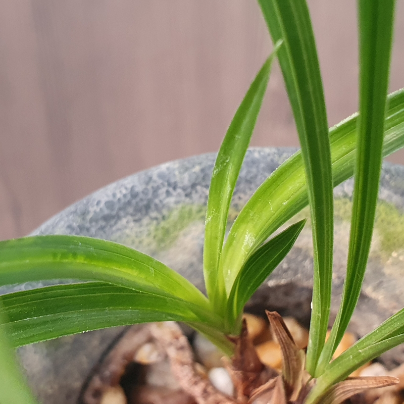 산채그대로,,소심,,서?