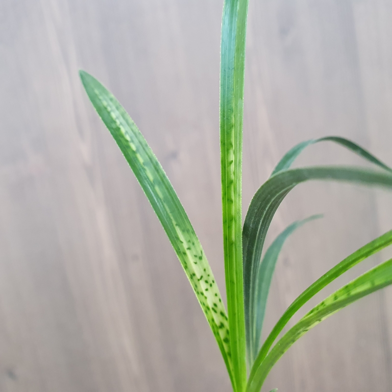 엽성좋은,,사피