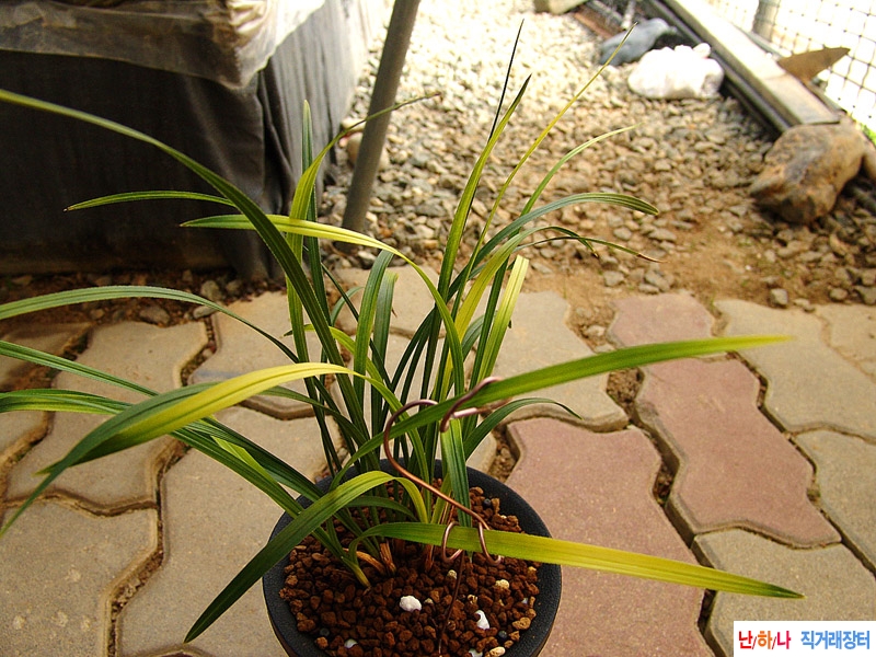 종자목 화려한 황색서?