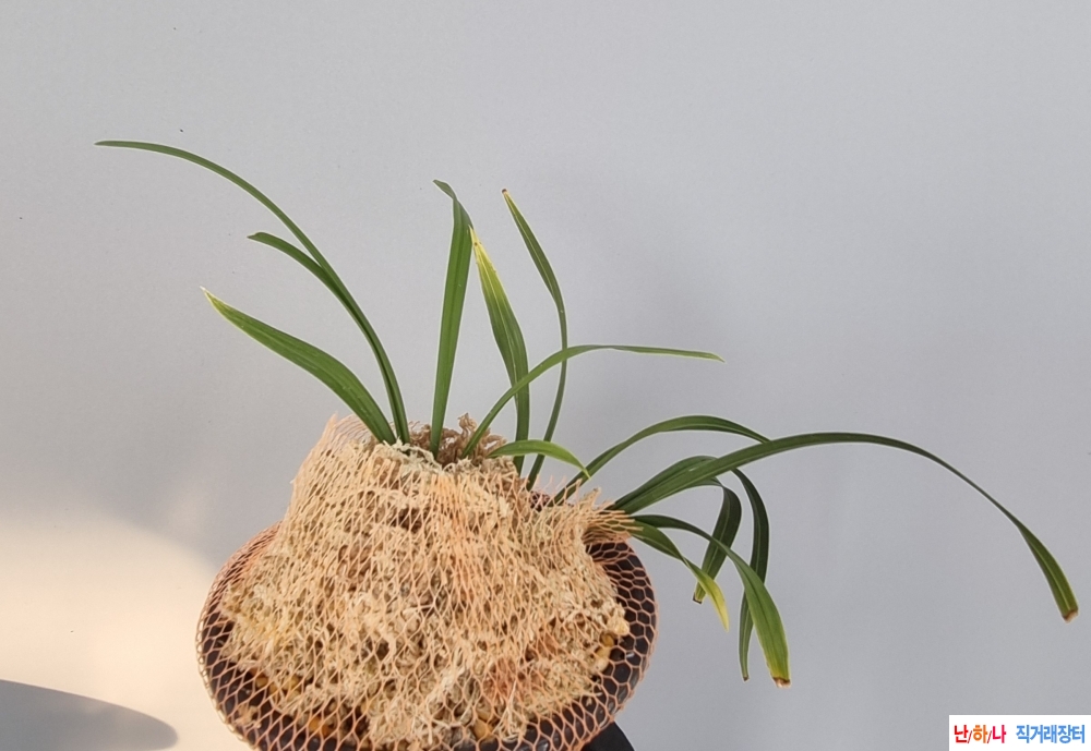 금옥산같은산반꽃2