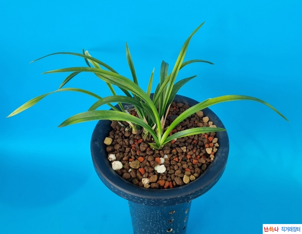 미개화옆성황서반