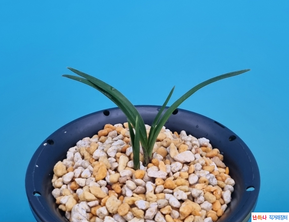 환엽산반입성호모듬