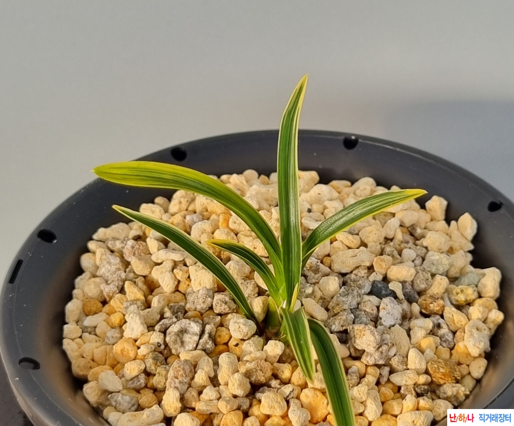 생강근입변복륜