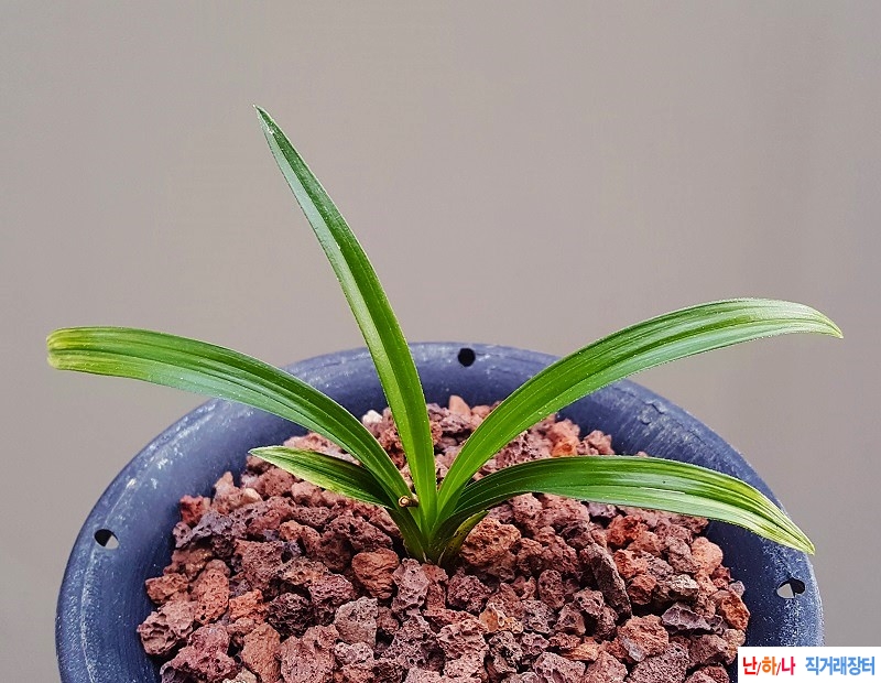 산채. (단엽성/산반)