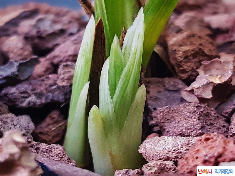 종자하세요. (백산반)