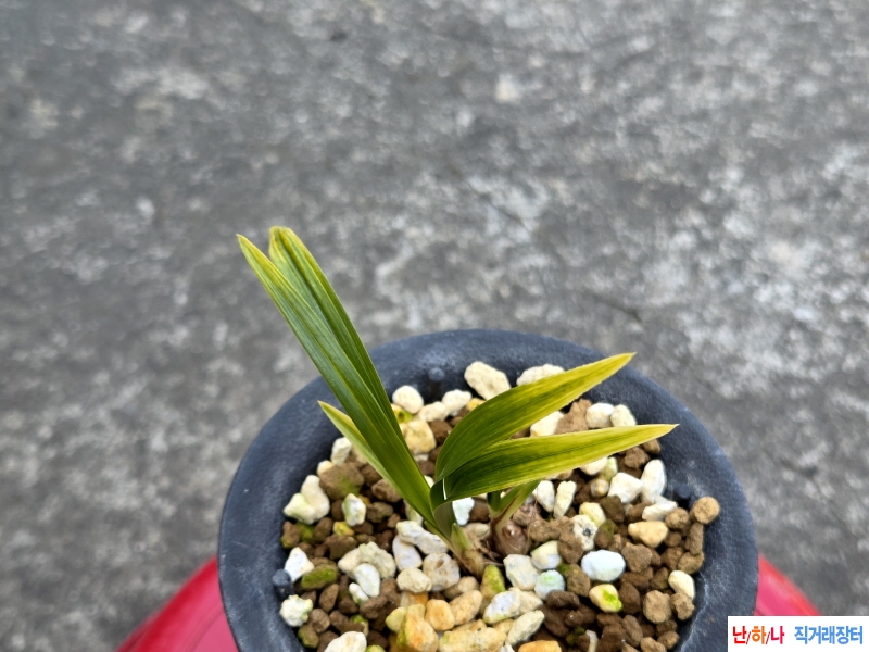 황산반
