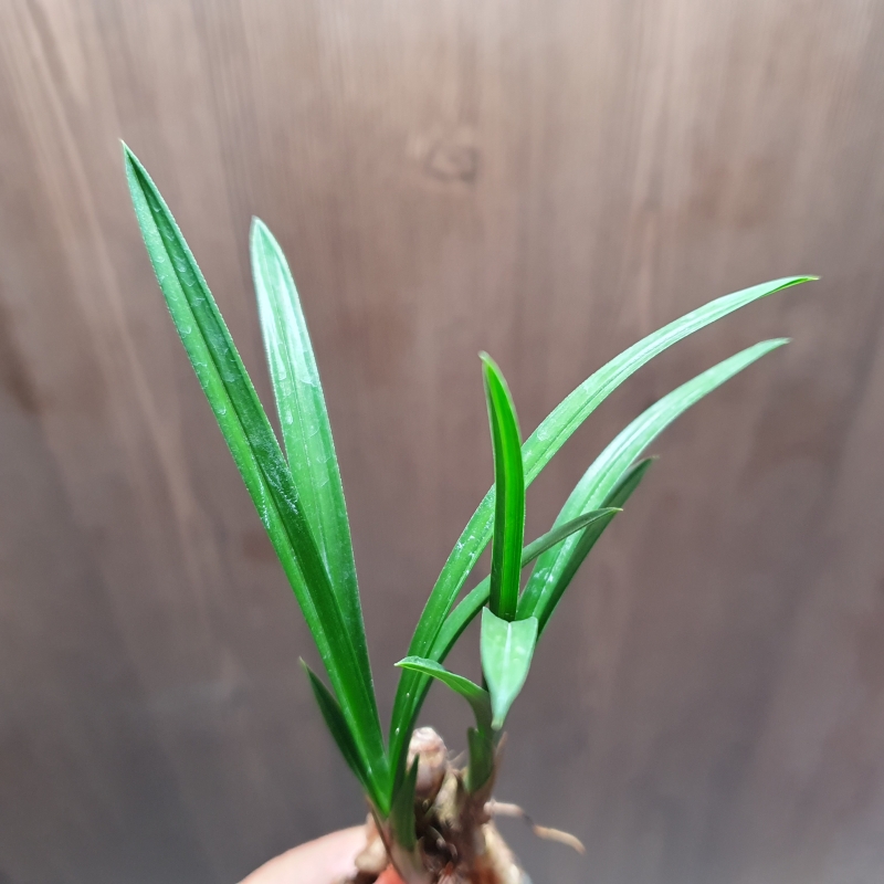 산채시,,두화소심,,벌?