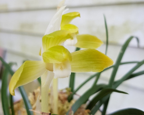무명,,전면산반화,,복?