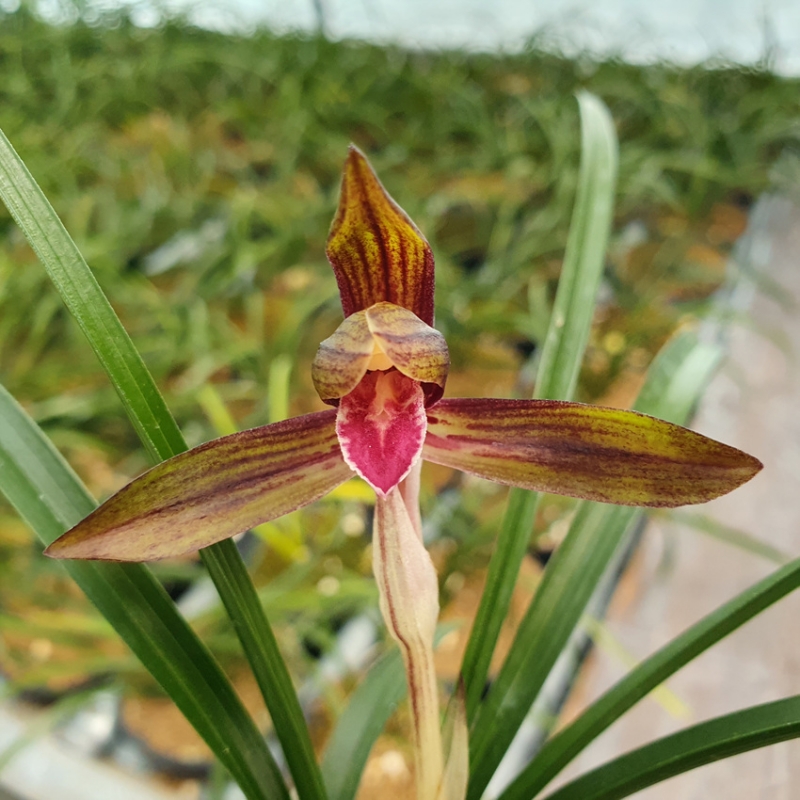 무명,,수채,,색설,,자화