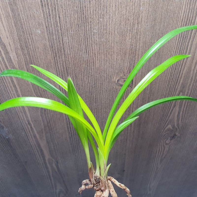 화근없는,,맑은,,황서?