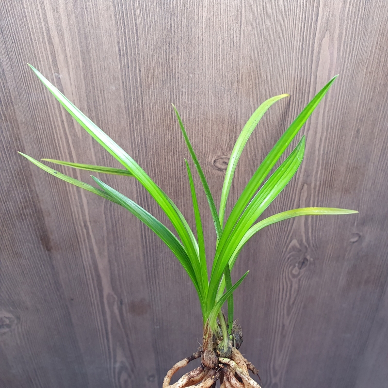 산출,,입변,,소멸성,,황?