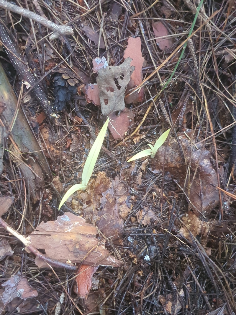 산채품