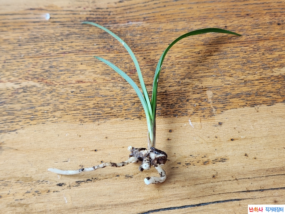 산채단엽성입변