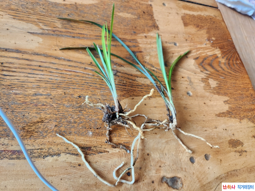 산채서반과 산반