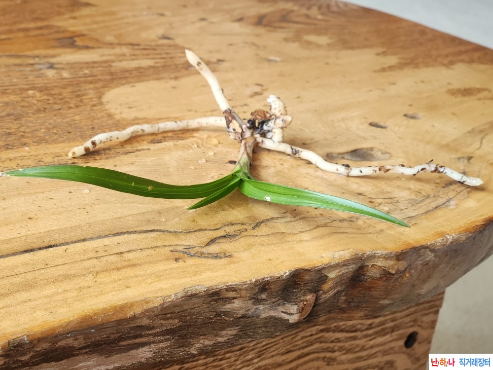 산채단엽성입변