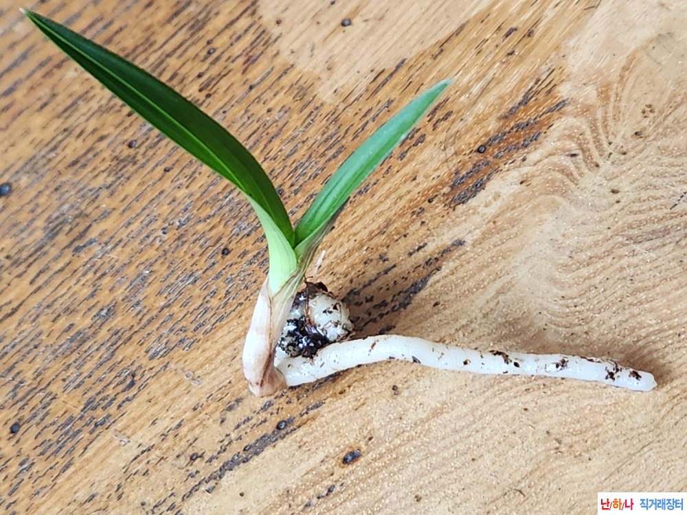 산채단엽성입변