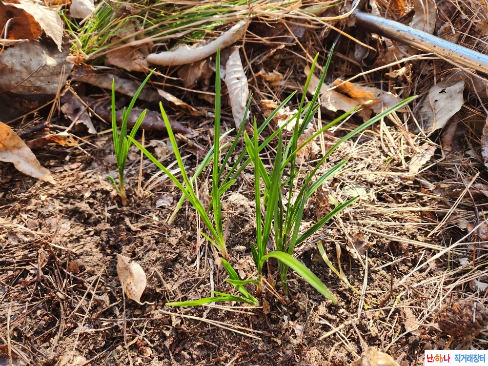 단엽성입엽솔란10촉