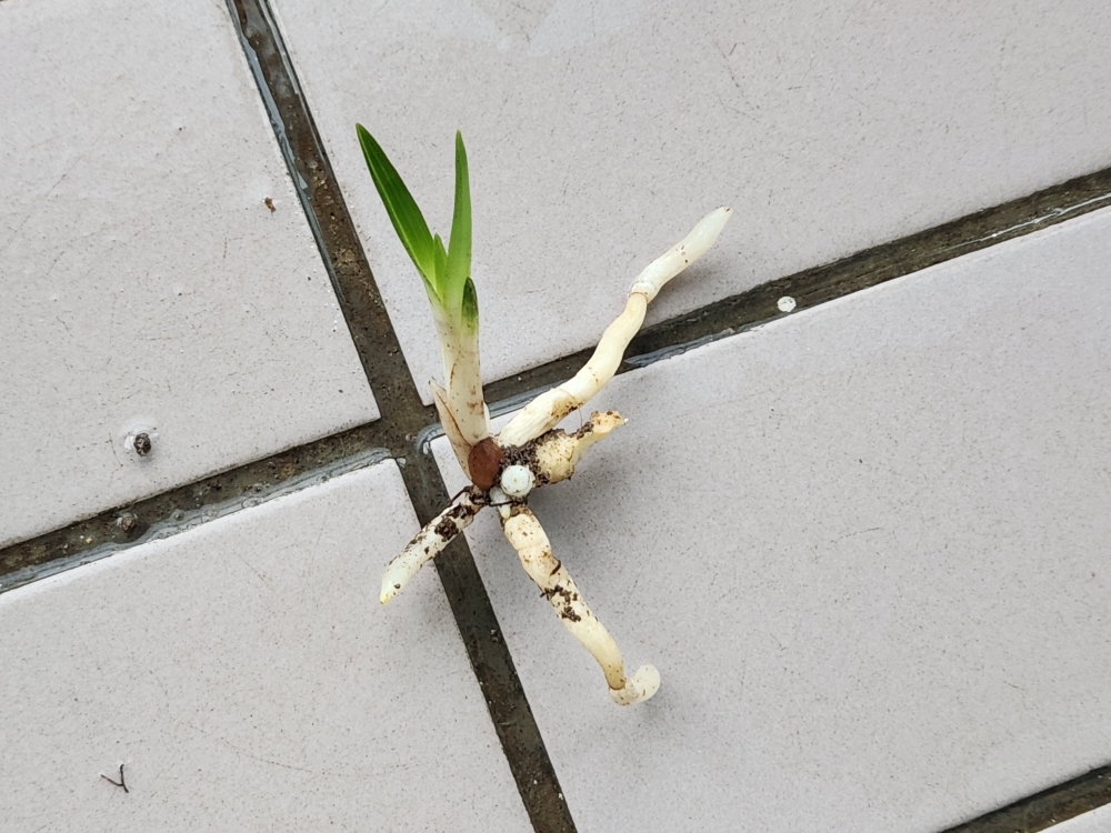 산채장단엽반성물