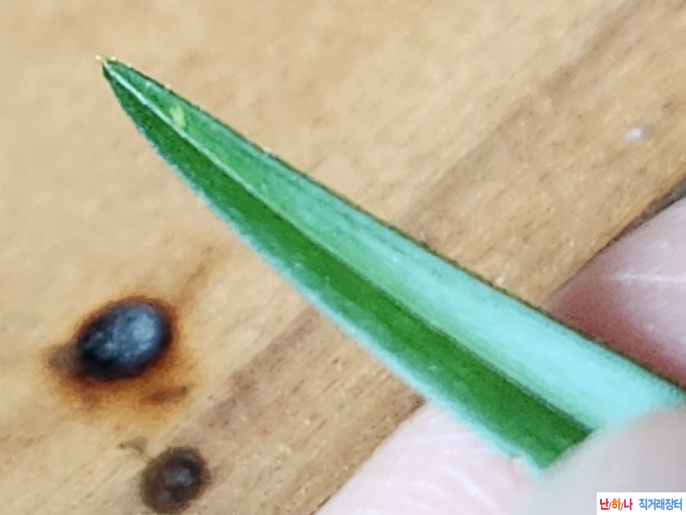 산채단엽성입변