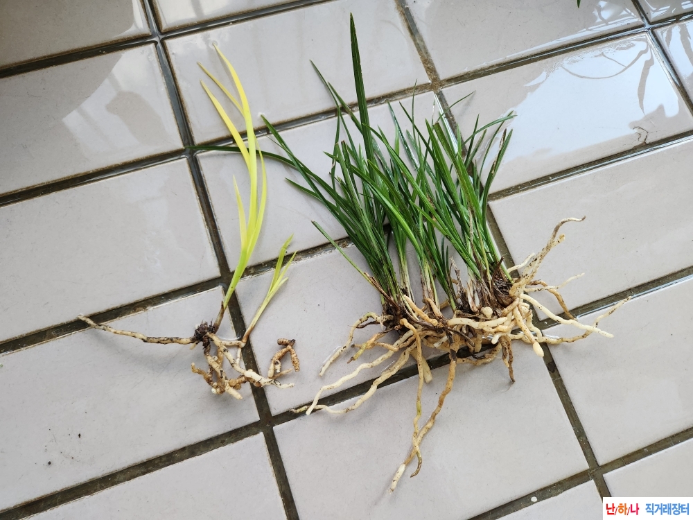 산채산반호솔란과 황?