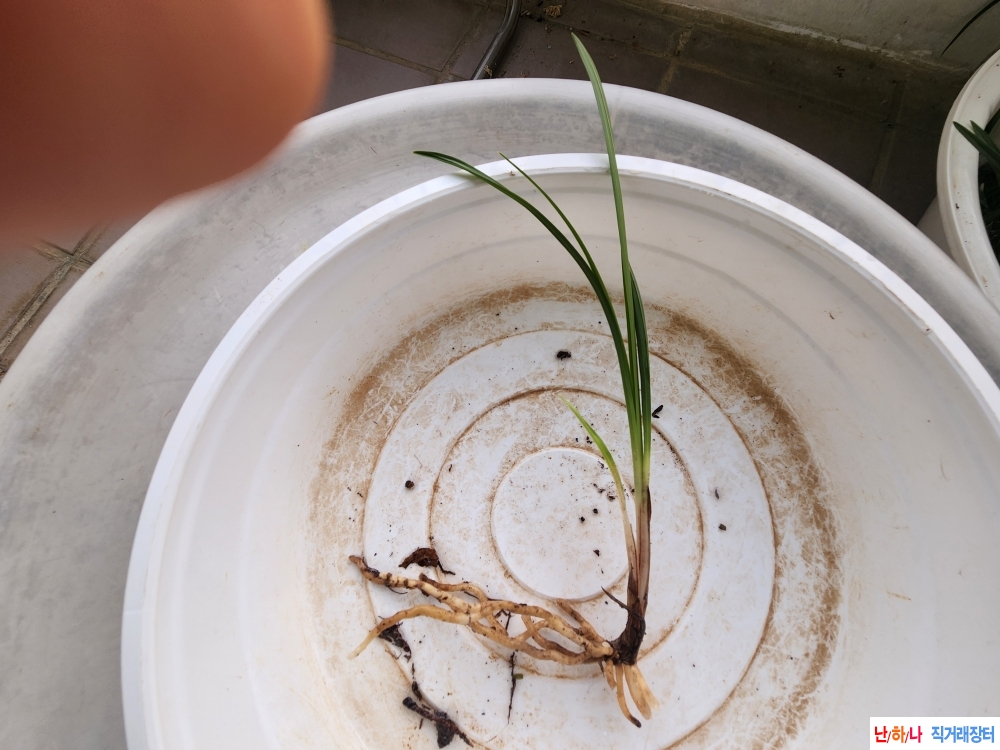 산채입엽입변산반