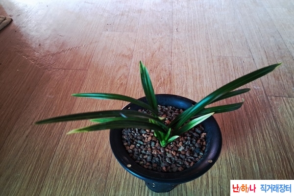 산채출입변황산반