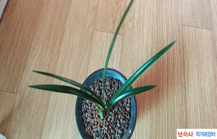 광엽먹청장단엽