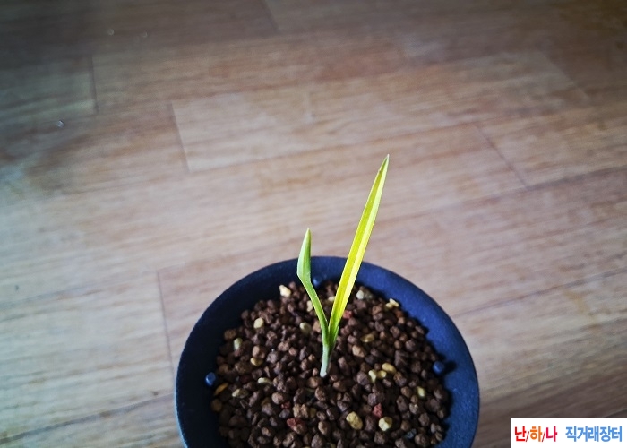 산채출발 개나리서반