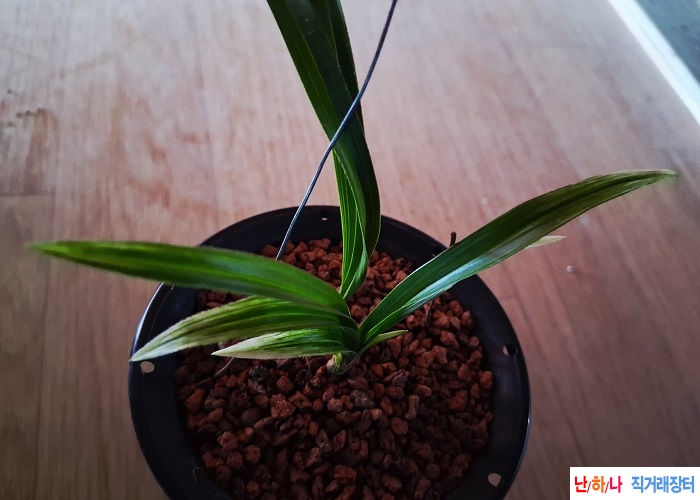 산채출발 무늬깊은백?