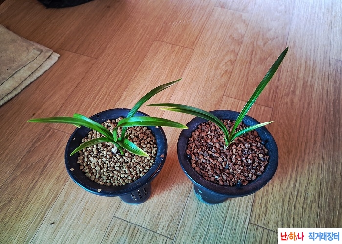 종자목입변.산반두분