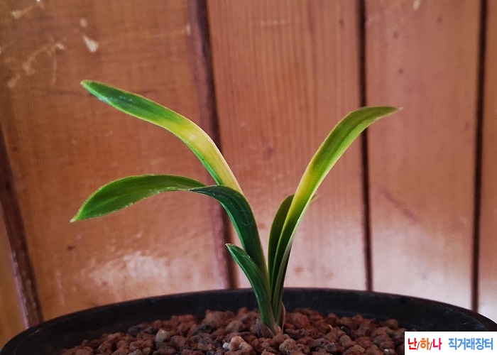 단엽성환엽서반