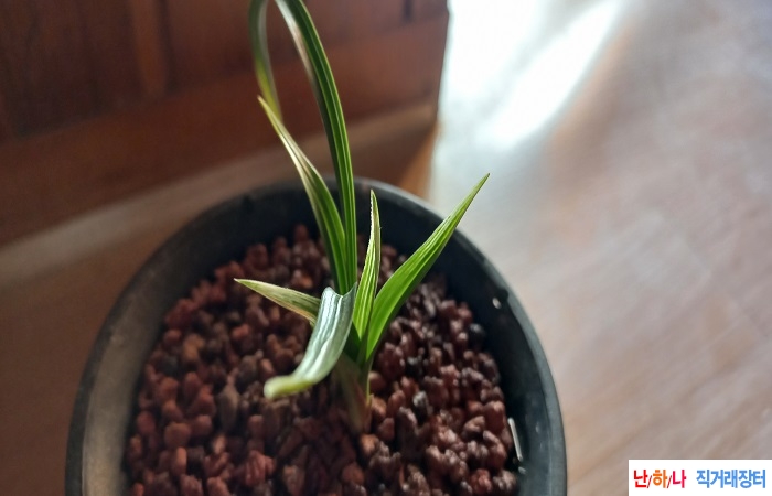 까닥지황산반