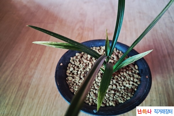 산출무늬좋은산반