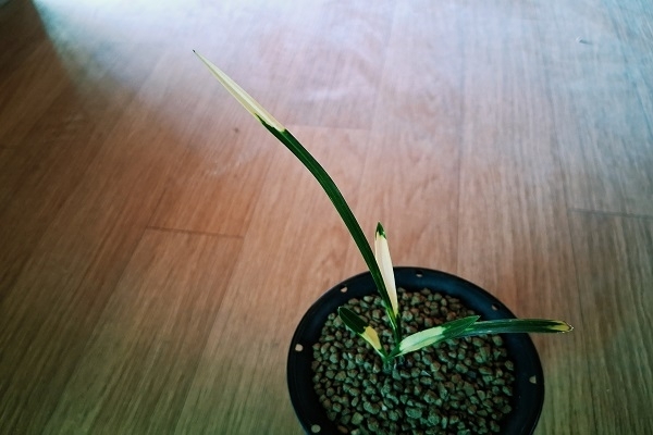 진청극황호피