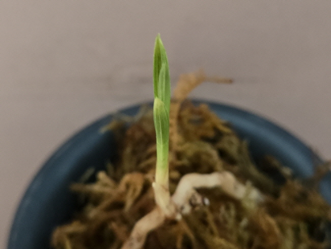산채품