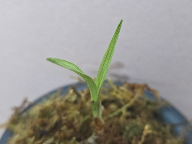 산채품